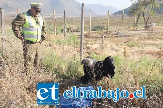 Personal de Carabineros auxiliando a cóndor macho de 1 metro de estatura, que se encontraba atrapado en un cerco y además, herido en su ala derecha.