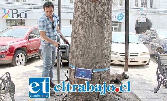 El Alcalde Patricio Freire destacó que la idea es evitar que vuelva a producirse la caída de especies arbóreas que ya han cumplido su vida útil, como sucedió hace unas semanas con un inmenso roble americano.