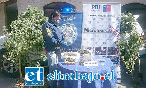 Efectivos de la PDI de San Felipe incautaron más de un kilo de marihuana en proceso de secado, seis plantas de cannabis sativa desde una vivienda de Villa Bernardo Cruz de San Felipe.