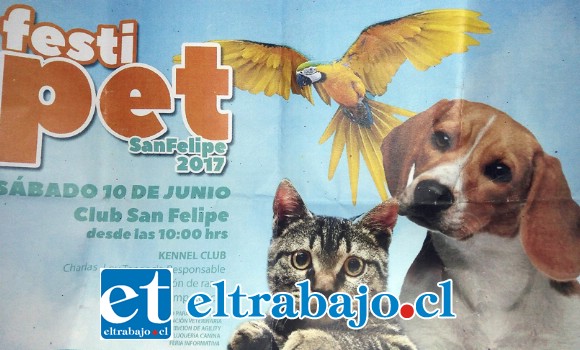 I FestiPet tendrá como invitado estelar al Kennel Club Chile