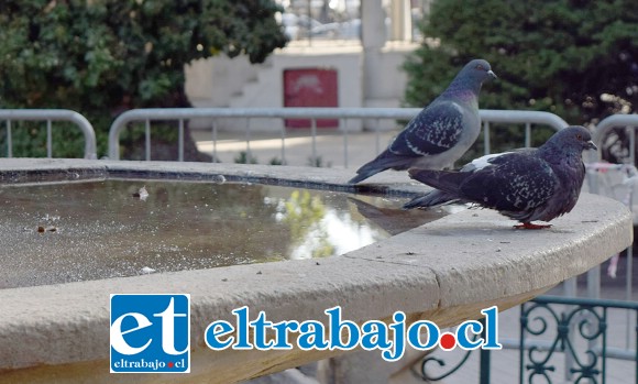 PALOMAS ESPERAN.- Estas palomas serán las más felices, pues llevan siete meses bebiendo agua sucia de la periferia de la ciudad.