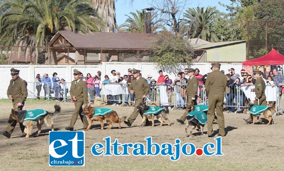 Desde las 13 horas se presentó el Escuadrón canino de Carabineros de Chile, que como siempre brindó un espectáculo que fue del gusto del público.