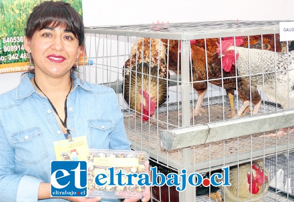 GRANJA DOLA LY.- Patricia Vicencio Pérez es una vecina de Lo Calvo, quien muestra a las cámaras de Diario El Trabajo los huevos de perdiz y sus gallos para el concurso, ella es granjera desde hace tres años.