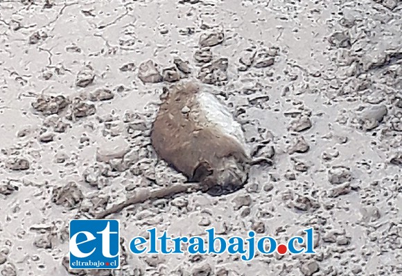 HUESPEDES NO INVITADOS.- Una plaga de ratones está afectando la salud mental de quienes laboran en el CCP San Felipe, según estas denuncias.