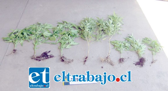 Personal de la Bicrim de la PDI de San Felipe incautó ocho plantas de cannabis sativa en maceteros desde el interior de una camioneta conducida por una mujer de 32 años de edad.