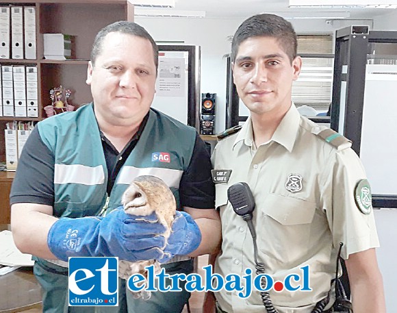 La lechuza se encontraba herida y oculta bajo un vehículo para evitar el ataque de perros vagos.