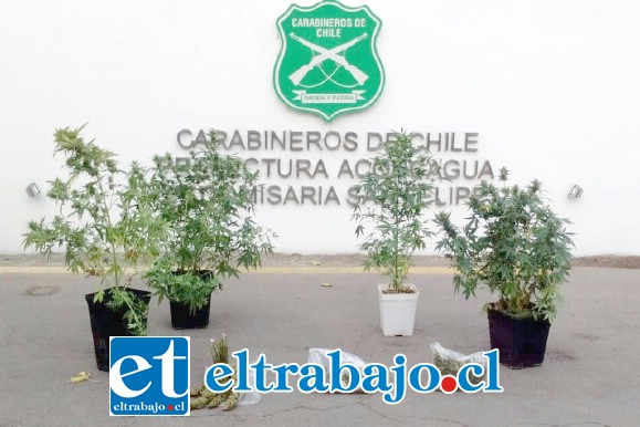 Personal de la SIP de Carabineros de San Felipe incautó el cultivo ilegal y más de 700 gramos de marihuana en el sitio del suceso.