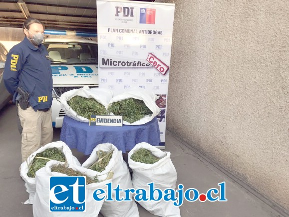 La Brigada Microtráfico Cero de la PDI de San Felipe incautó el cultivo ilegal de cannabis sativa desde el interior de la vivienda del actual sentenciado en el sector Bucalemu de San Felipe.