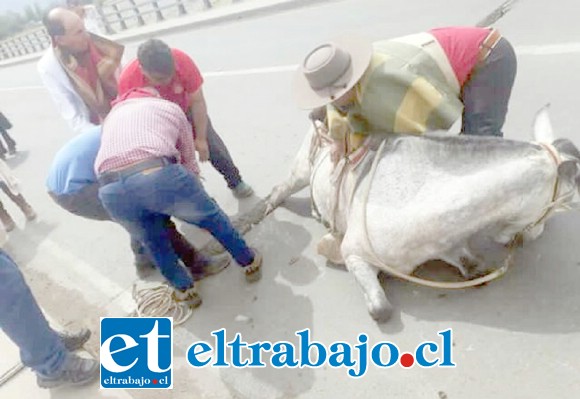 Acá vemos la pata derecha de la yegua incrustada en el orificio del puente 21 de Mayo. (Foto Cristian Labra)