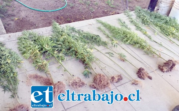 Carabineros de la Tenencia de Santa María incautó 17 plantas de cannabis sativa desde el interior de una propiedad de calle Nieto Norte de esa localidad, siendo detenido su propietario de 66 años de edad por infracción a la Ley 20.000 de drogas.