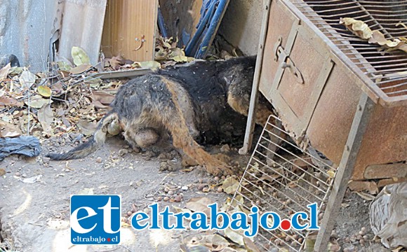 Así luce la vivienda, o lucía, cuando ingresaron las autoridades a controlar este foco de insalubridad.