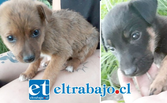 ADORABLES.- Así lucen las regalonas perritas, si tú las quieres, llama hoy mismo a Vivian Astorga para que las adoptes a tiempo.