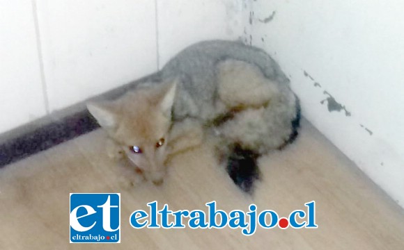 El Zorro permaneció durante la noche en el cuartel del Retén de Panquehue.