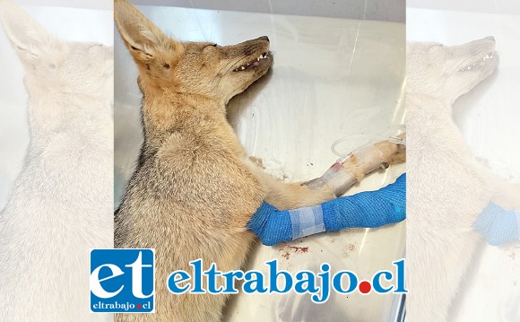 El animal tenía un lazo de conejo incrustado en la extremidad, provocándole una gran herida.