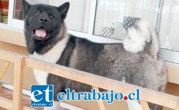 CAPITÁN SE ESCAPÓ.- Este es el tremendo Capitán, aprovechó un descuido de la familia y salió a la calle, su dueño espera que pronto regrese.