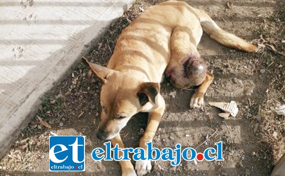 Acá vemos a la perrita echada, pero no se deja atrapar. Al lado izquierdo se puede apreciar el tumor.