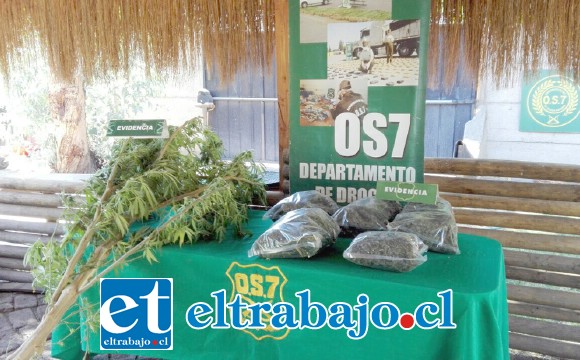 Personal del OS7 de Carabineros incautó siete plantas de cannabis, más de dos kilos de marihuana y una escopeta desde el domicilio de la actual sentenciada en el sector de Tierras Blancas de San Felipe. (Fotografía Referencial).