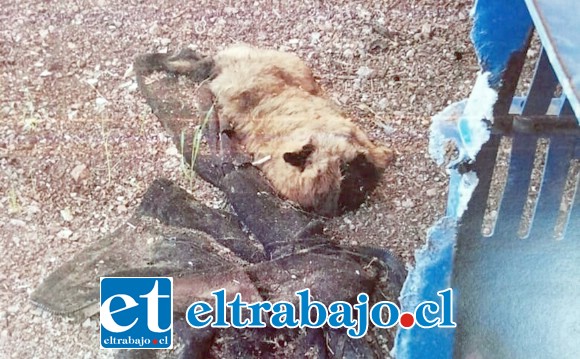 Uno de los animalitos muerto en el 'criadero del terror'.