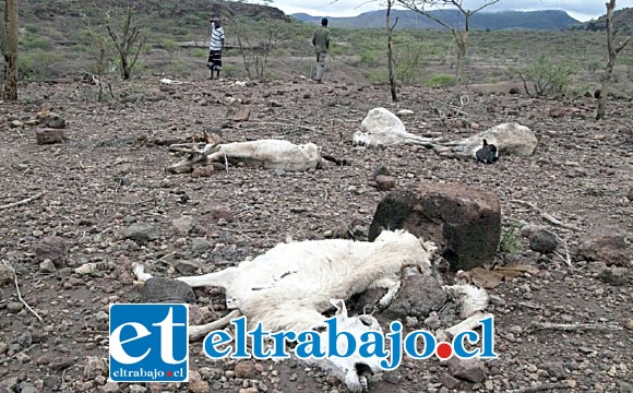 En la imagen animales muertos en el potrero.