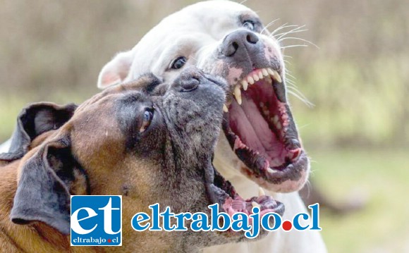 ASESINARON A SU AMIGO.- De amigables mascotas los perros de Tito Foncea se convirtieron en mortales fieras que acabaron con su vida. (Referencial)