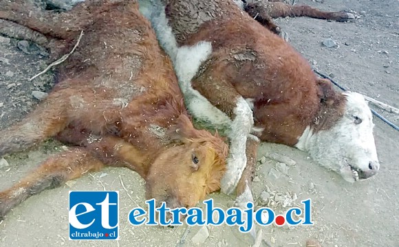 MUERTE Y DESOLACIÓN.- Este es el triste escenario que se repite en los cerros y valles de Aconcagua, por cientos mueren los animales por falta de pasto y agua.