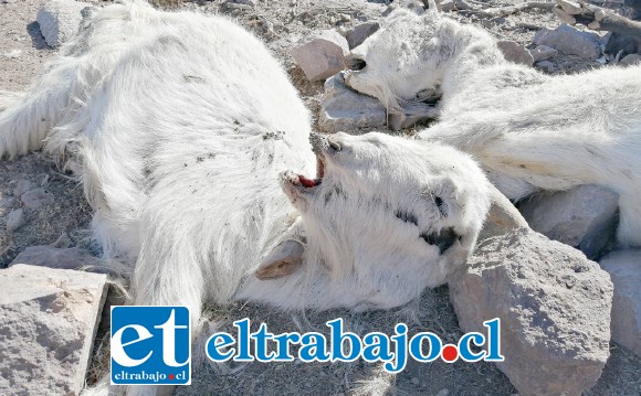 La mortandad de animales en el valle de Aconcagua alcanza cifras desoladoras, tal como las que se aprecian en la imagen.