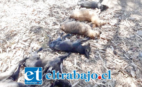 Trece perros, de los cuales once murieron, fueron envenenados mientras permanecían en un hogar temporal a la espera de ser dados en adopción en el sector de El Pedrero en la comuna de Calle Larga.