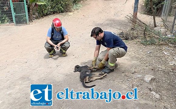 El perrito en situación de abandono fue una de las víctimas de haber sufrido una descarga eléctrica.