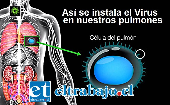 DE VIDA O MUERTE.- Una vez alojado el virus en nuestros pulmones, empieza la batalla por la vida dentro del ser humano.