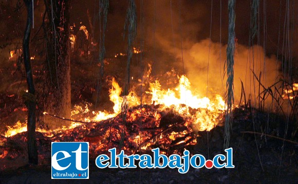 ¿FUEGO PROVOCADO?- Es muy posible que todos los animales que en ese bosque vivían y sobrevivieron al fuego, quedaron sin hogar y fuente de alimentación.