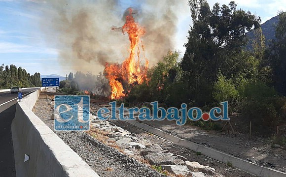 Gigantescas lenguas de fuego provoca el incendio forestal que afecta a la comuna de Panquehue.