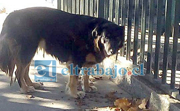 Uno de tantos perritos deambulando en alguna calle del valle de Aconcagua.