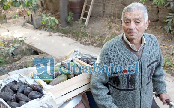 CASI EN BANCARROTA.- Don Luis Meza está desesperado, estas son las pocas paltas que le quedan a este agricultor de Santa María.