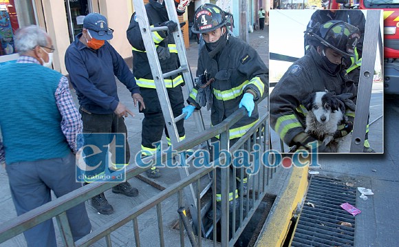 Por más de media hora estos voluntarios de la Cuarta Compañía de Bomberos estuvieron en maniobras de rescate de un perrito callejero en ‘Esquina Colorada’.