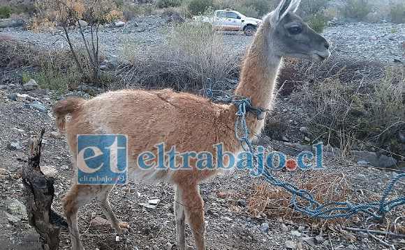 MUY INDEFENSOS.- Aquí tenemos a la hembrita, hallada enredada entre los alambres de una propiedad.