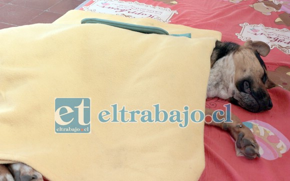 Este proyecto es financiado por el Programa de Tenencia Responsable de Animales de Compañía Mascota Protegida de la Subsecretaría de Desarrollo Regional (Subdere), con un costo de 11 millones de pesos.