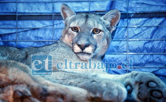 El animal había sido rescatado durante la madrugada del lunes por personal del SAG de la Oficina San Felipe, pero pese a los esfuerzos por salvarle la vida, finalmente falleció este martes.