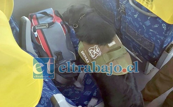 El perro detector de drogas de la Subcomisaria Los Libertadores detectó de inmediato la presencia de sustancias ilícitas.