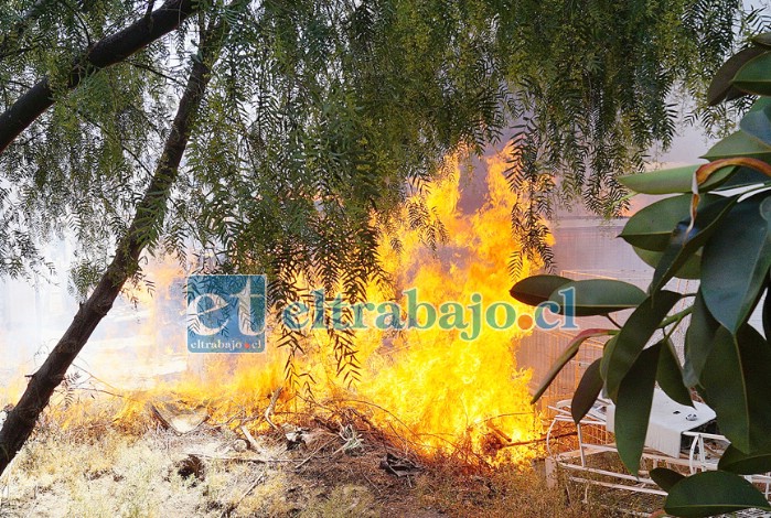 Este árbol fue clave para contener el avance de las llamas hacia viviendas del sector.