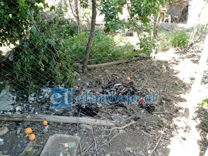 En total fueron 75 las gallinas que aparecieron sin vida por causas desconocidas. (Foto www.putaendoinforma.com)