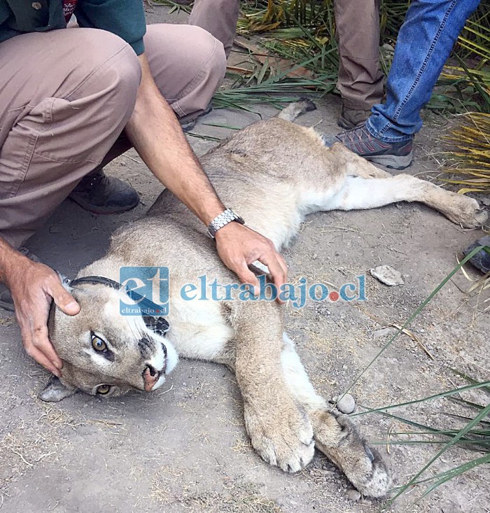 Personal del SAG logró capturar al puma, un macho de 6 meses que contaba con collar, es decir estaba siendo monitoreado por dicho servicio. (Foto @aconcaguaradio)