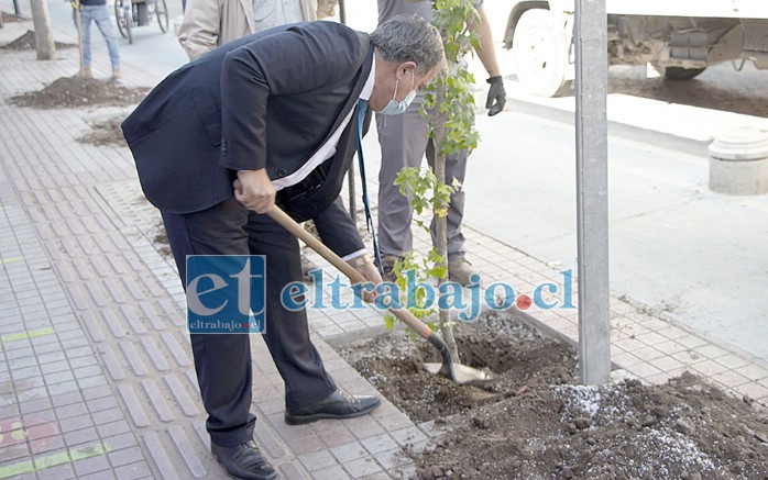 El alcalde Christian Beals dio el vamos al programa de reforestación que embellecerá el centro de la ciudad con la atractiva especie Liquidámbar.