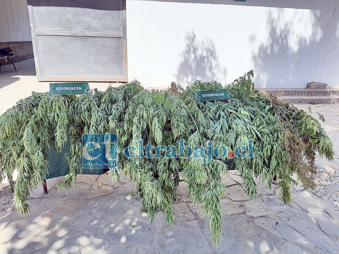 Estas son las plantas de marihuana decomisadas desde una vivienda en Llay Llay.