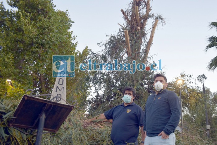 SIN SOMBRA EN LA PLAZA.- El propio superintendente de Bomberos David Guajardo y demás personal bomberil muestran a Diario El Trabajo los trabajos de tala en su querida plaza.