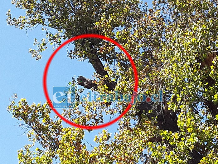 En este tronco rodeado por un círculo rojo se encontraba el panal de abejas que atacó al operario.