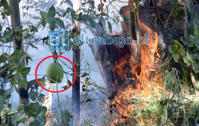 PIERDEN LOS AGRICULTORES.- Tal cual lo registraron las cámaras de Diario El Trabajo, la agricultura rural sigue siendo dañada por este tipo de incendios, se desconoce quién o qué los provoca.