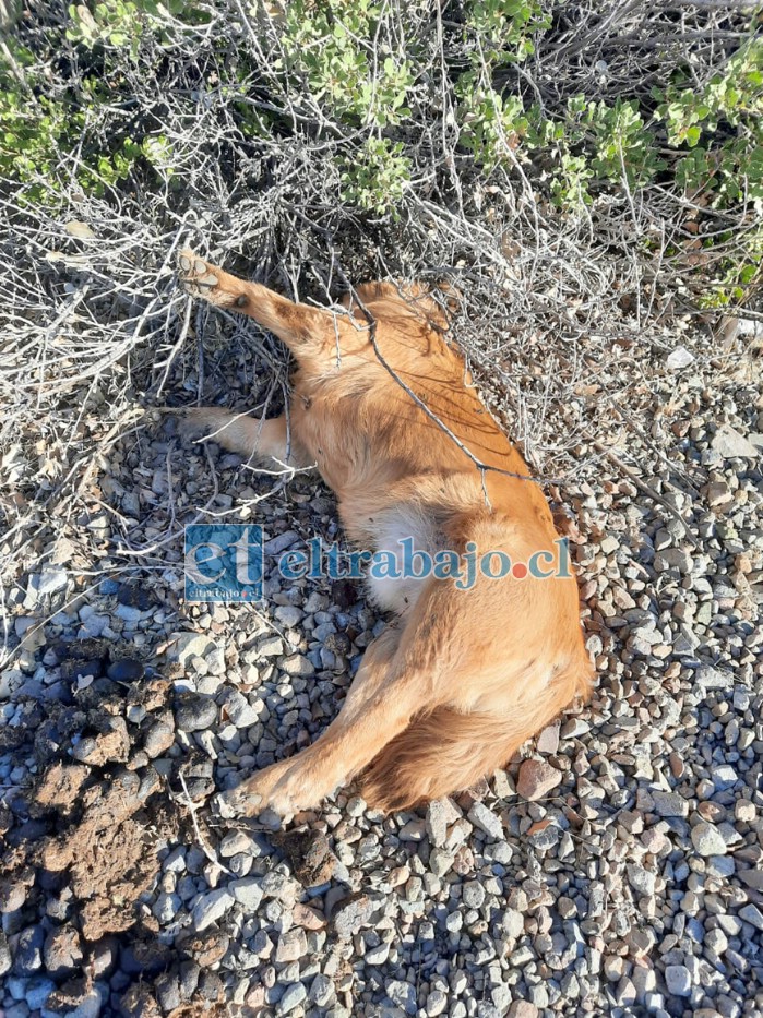 Acá algunas de las mascotas encontradas muertas en Guzmanes.