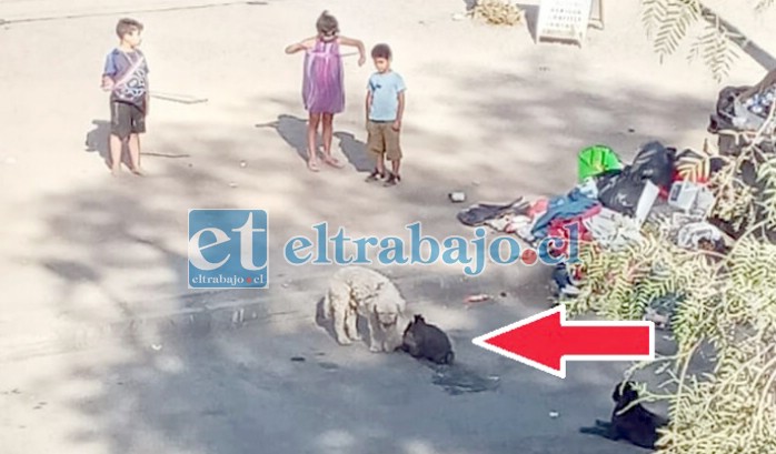 TÉTRICO ESCENARIO.- Aquí vemos la cabeza de una vaca en plena calle, los vecinos de Villa Departamental aseguran que los haitianos la dejaron ahí.