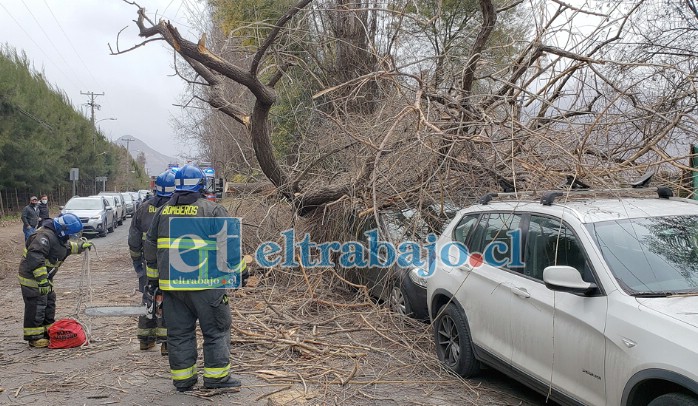 SALVARON DE MILAGRO.- Personal de Bomberos de la Quinta Compañía de Curimón atendió la insólita emergencia.