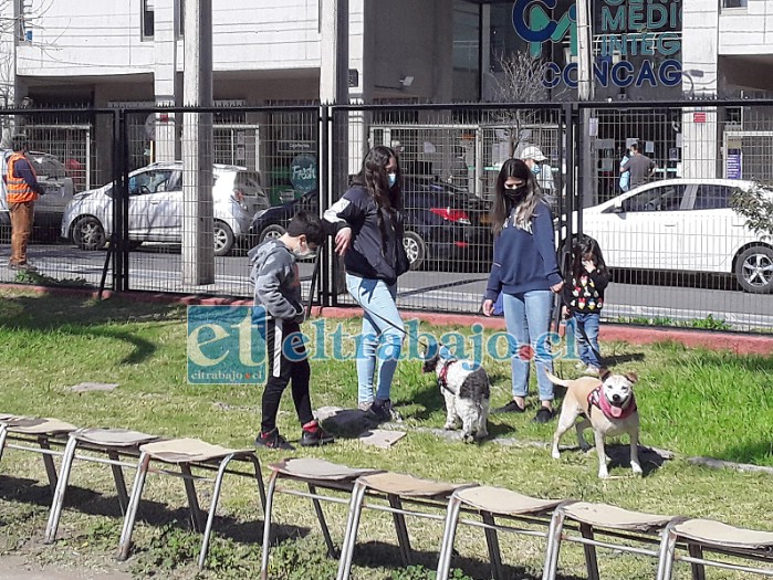 Los niños y adolescentes también concurrieron con sus mascotas para vacunarlas contra esta grave enfermedad.